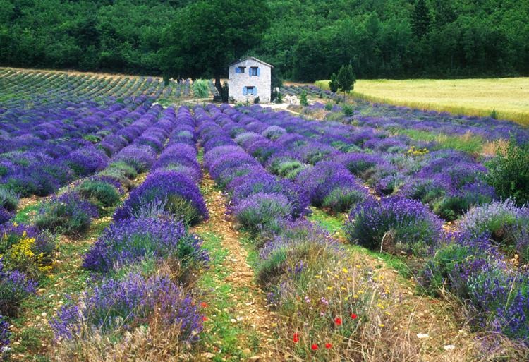 Lavender Field Sault Provence